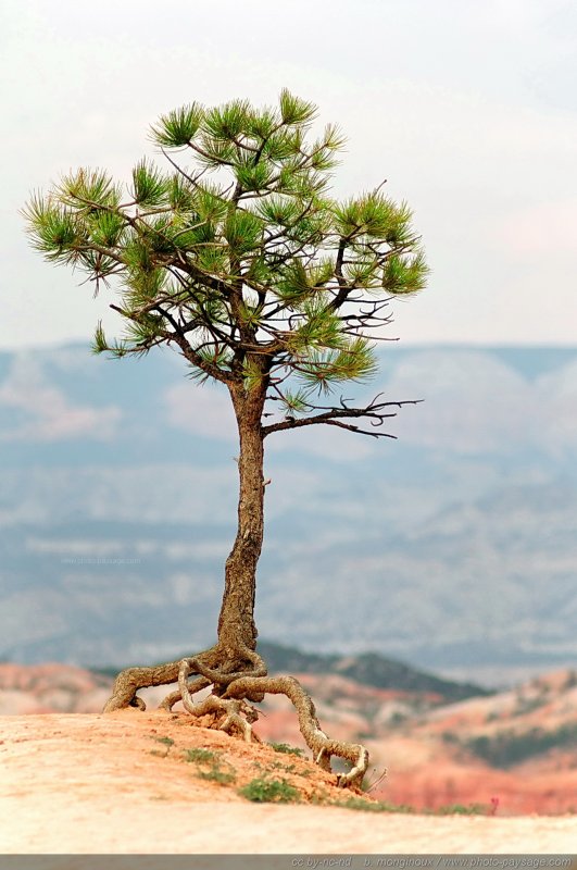 Un arbre en bord de falaise à Bryce Canyon
Bryce Canyon National Park, Utah, USA
Mots-clés: bryce_canyon utah usa nature hoodoo categ_ete conifere cadrage_vertical arbre_seul