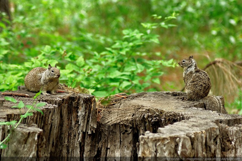 Un couple d'écureuils gris
Parc National de Yosemite, Californie, USA
Mots-clés: yosemite californie usa nature categ_animal ecureuil foret_usa