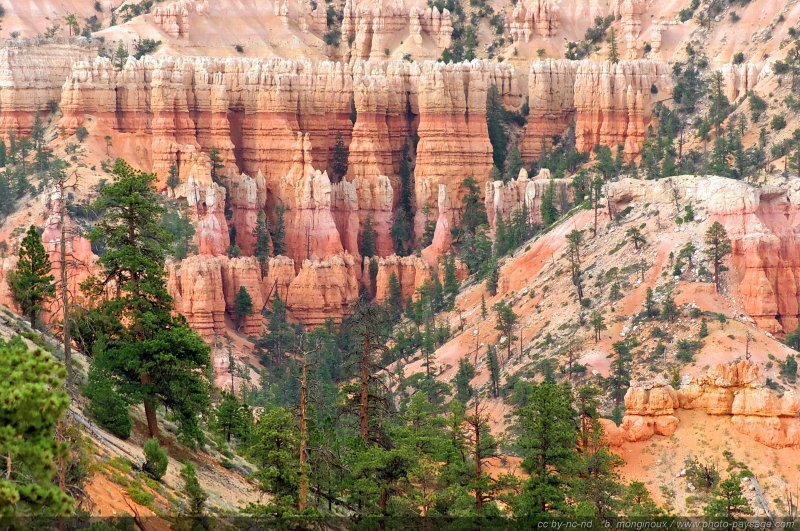 Un des paysages colorés de Bryce Canyon
Bryce Canyon National Park, Utah, USA
Mots-clés: bryce_canyon utah usa nature hoodoo categ_ete foret_usa conifere montagne_usa