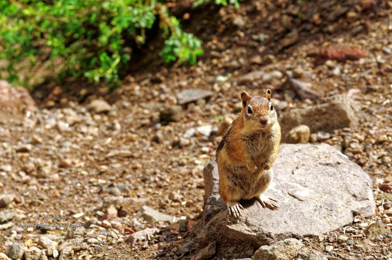 Un écureuil au bord d'un sentier dans le Colorado
Mots-clés: etat_colorado usa