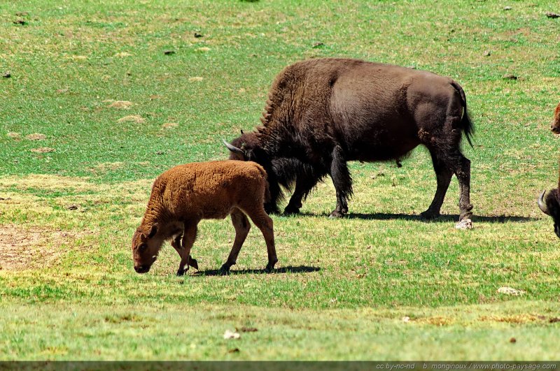 Un jeune bison d'Amérique
Parc National du Grand Canyon (North Rim), Arizona, USA
Mots-clés: north-rim arizona usa nature montagne categ_ete categ_animal