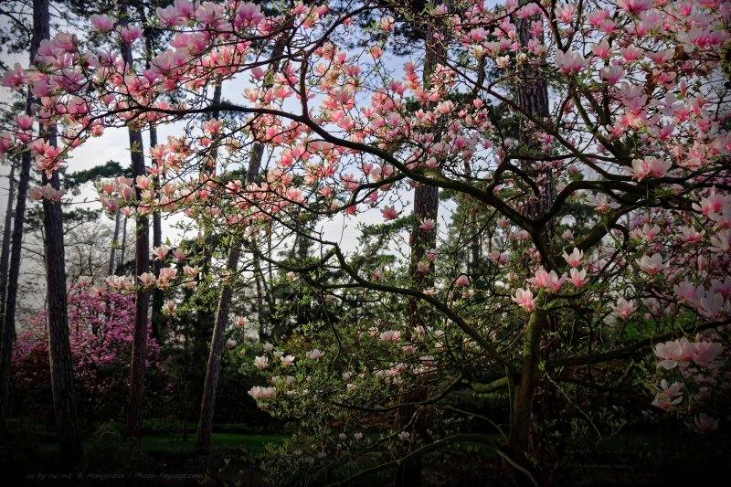 Un magnifique magnolia en fleurs
Parc Floral, Paris, France
Mots-clés: printemps magnolia jardin_public_paris