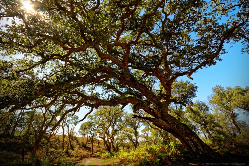Un vieux chêne- liège âgé de 400 ans dans la forêt landaise
Cet arbre remarquable a été photographié sur un des chemins de randonnée de la réserve naturelle du courant d'Huchet, à Moliets-et-Maâ dans les Landes.
Mots-clés: landes chene les_plus_belles_images_de_nature arbre_remarquable