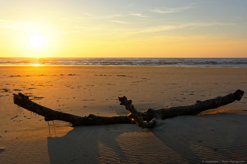 Un arbre mort sur la plage face à l'océan
Moliets-et-Maâ, Côte landaise

Mots-clés: categ_tronc plage sable coucher_de_soleil landes regle_des_tiers