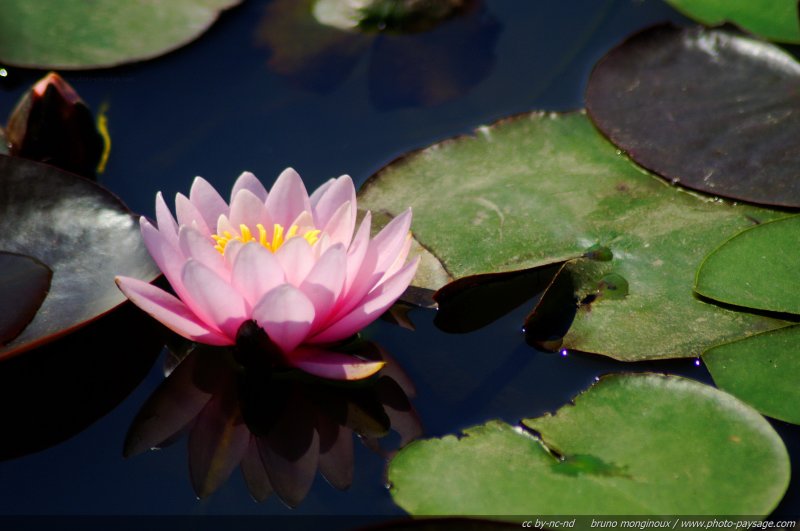 Un nénuphar rose se reflète dans l'eau
Mots-clés: nenuphar nymphea fleurs printemps reflets
