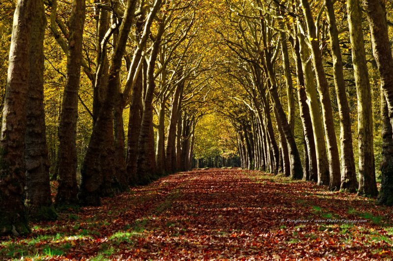 Une allée bordée de platanes en automne
Forêt de Ferrières, Seine et Marne
Mots-clés: automne nature alignement_d_arbre platane tunnel_arbres chemin