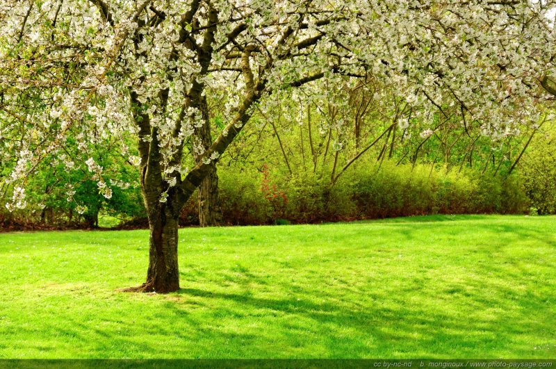Une belle image printanière avec pelouse verte ensoleillée et arbre en fleurs
[Arbres en fleurs]
Mots-clés: printemps pelouse herbe
