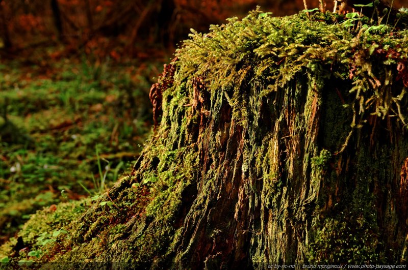 Une vieille souche d'arbre
[Promenade dans les bois...]
Mots-clés: categ_tronc mousse conifere