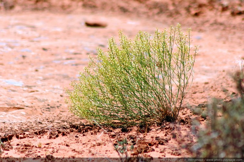 Végétation dans le sol aride du désert
Arches National Park, Utah, USA
Mots-clés: utah usa categ_ete desert