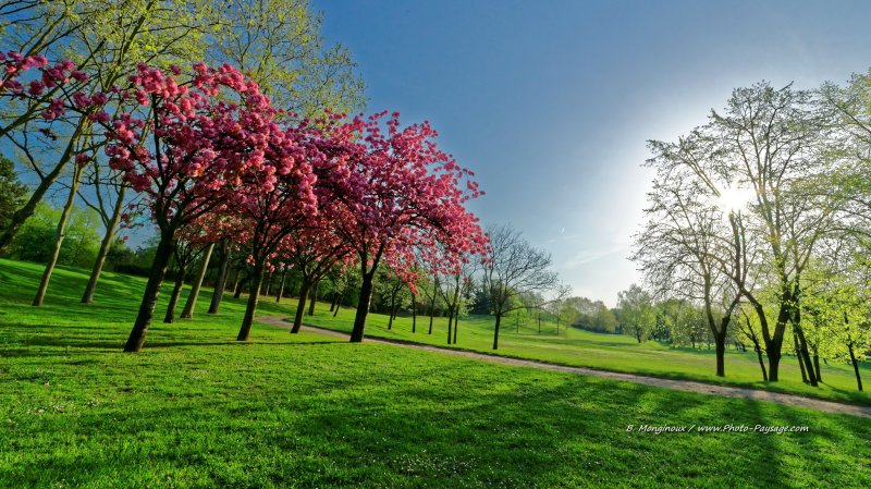 Cerisiers en fleurs photographiés un matin de printemps
[Images de printemps]
Mots-clés: printemps cerisier herbe pelouse