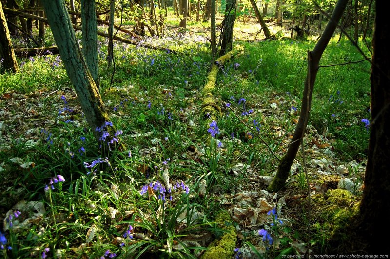 Jacinthes bleues dans la forêt de Saint Yon
Mots-clés: fleurs jacinthe saint-yon essonne jacinthe_des_bois