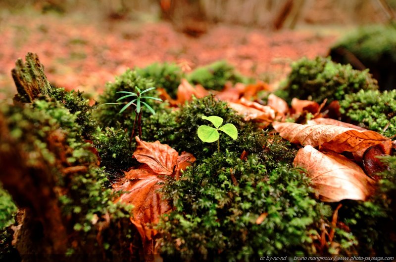 Mousse, feuilles mortes, oxalis et jeune pousse de conifère sur une vielle souche d'arbre
[Promenade dans les bois...]
Mots-clés: mousse categ_tronc conifere oxalis_des_bois