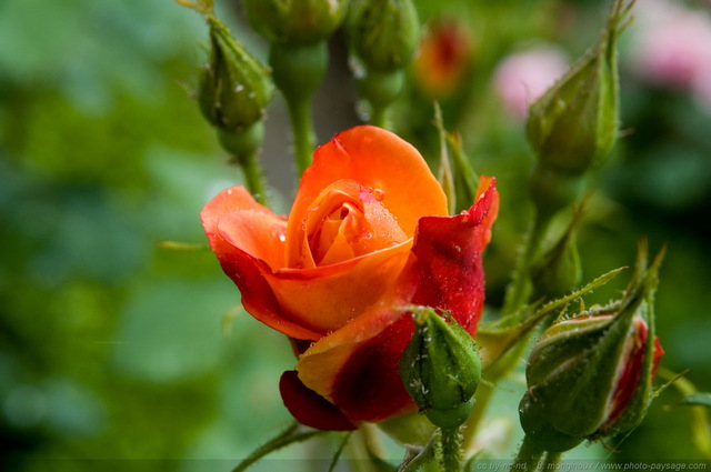 Rose orange
Mots-clés: fleurs rose goutte_d_eau pluie st-valentin