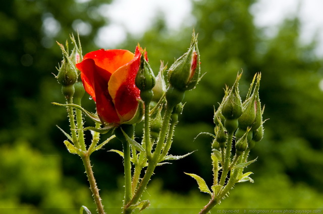 Rosier
Mots-clés: fleurs rose goutte_d_eau pluie st-valentin