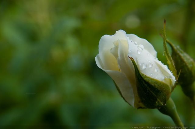 Rose blanche sous la pluie
Mots-clés: fleurs rose goutte_d_eau pluie st-valentin macrophoto