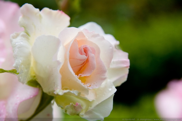 Eau de rose...
Mots-clés: fleurs rose goutte_d_eau pluie st-valentin macrophoto