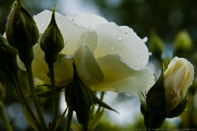 Roses blanches et gouttes de pluie
Mots-clés: fleurs rose goutte_d_eau pluie st-valentin