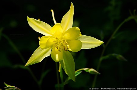 Ancolie_jaune_-_aquilegia_chrysantha.jpg