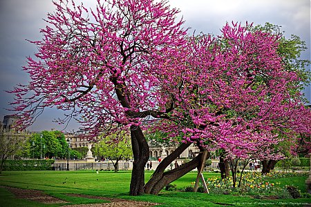 Arbre_remarquable_-__un_arbre_de_Judee_en_fleurs_dans_le_jardin_des_Tuileries.jpg