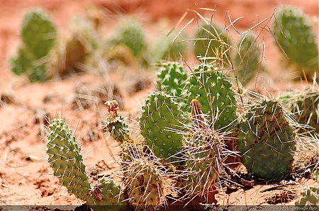 Cactus-dans-Arches-National-Park---3.jpg