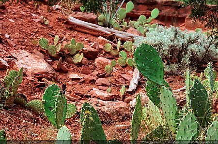 Cactus-dans-Zion-National-Park--1.jpg