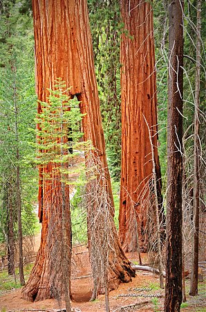 Clothespin-Tree---Yosemite-National-Park_2.jpg