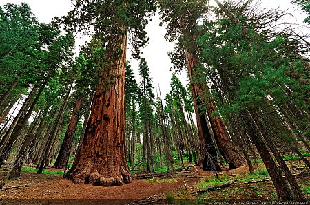 Clothespin-tree-sequoia-Yosemite-Mariposa-Grove.jpg