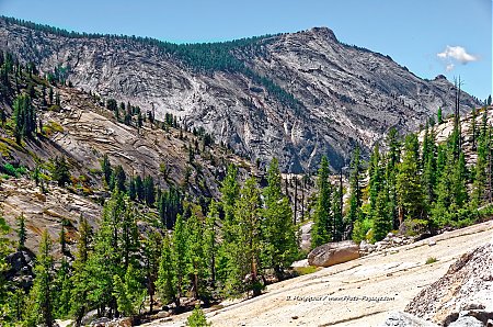 Coniferes-et-granite-sur-les-hauteurs-du-parc-de-Yosemite-a-proximite-de-la-route-120---ou-Tioga-road.jpg