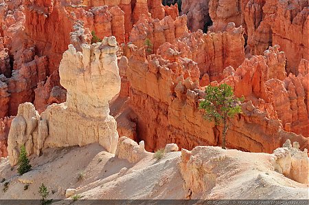 Les-couleurs-contrastees-des-Hoodoos-de-Bryce-Canyon.jpg