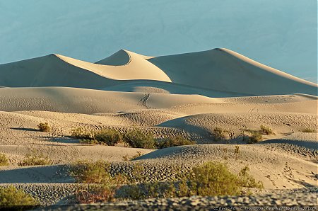 Mesquite-Sand-Dunes.jpg