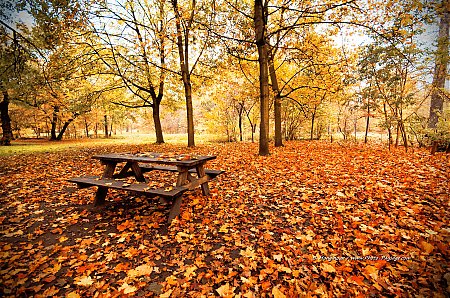 Pique-nique-d-automne-dans-le-bois-de-Vincennes.jpg