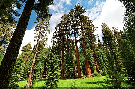 Sequoias-geants.jpg
