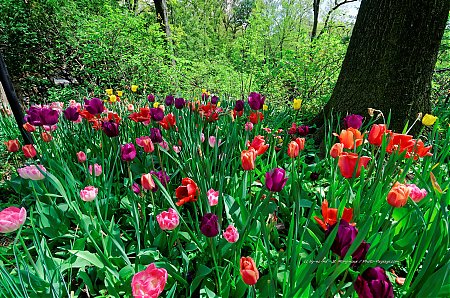Tulipes-dans-Central-Park---2.jpg