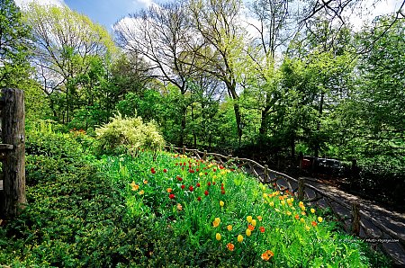 Tulipes-dans-Central-Park---3.jpg