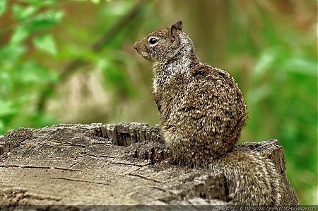 Un-ecureuil-sur-une-souche-d_arbre-a-Yosemite.jpg