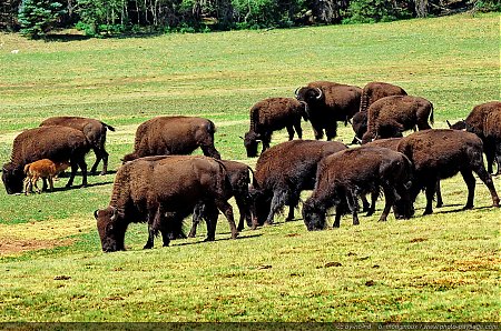 Un-troupeau-de-bisons.jpg
