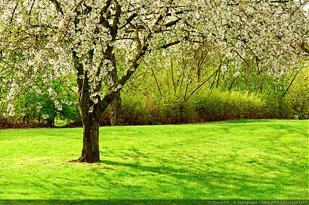 Une-belle-image-du-printemps-avec-pelouse-verte-et-arbre-en-fleurs.jpg