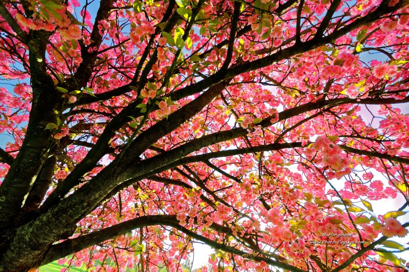 Printemps : sous le cerisier en fleurs
[Images de printemps]
Mots-clés: printemps cerisier plus_belles_images_de_printemps