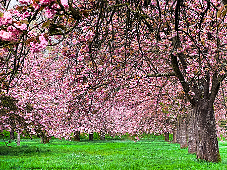 Alignement-cerisiers-en-fleurs-_rIMG_9793.jpeg