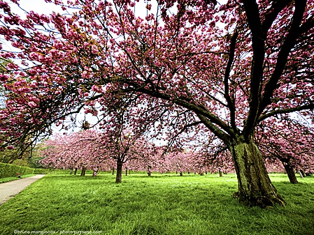 bosquet-cerisiers-en-fleurs-IMG_9802.jpeg