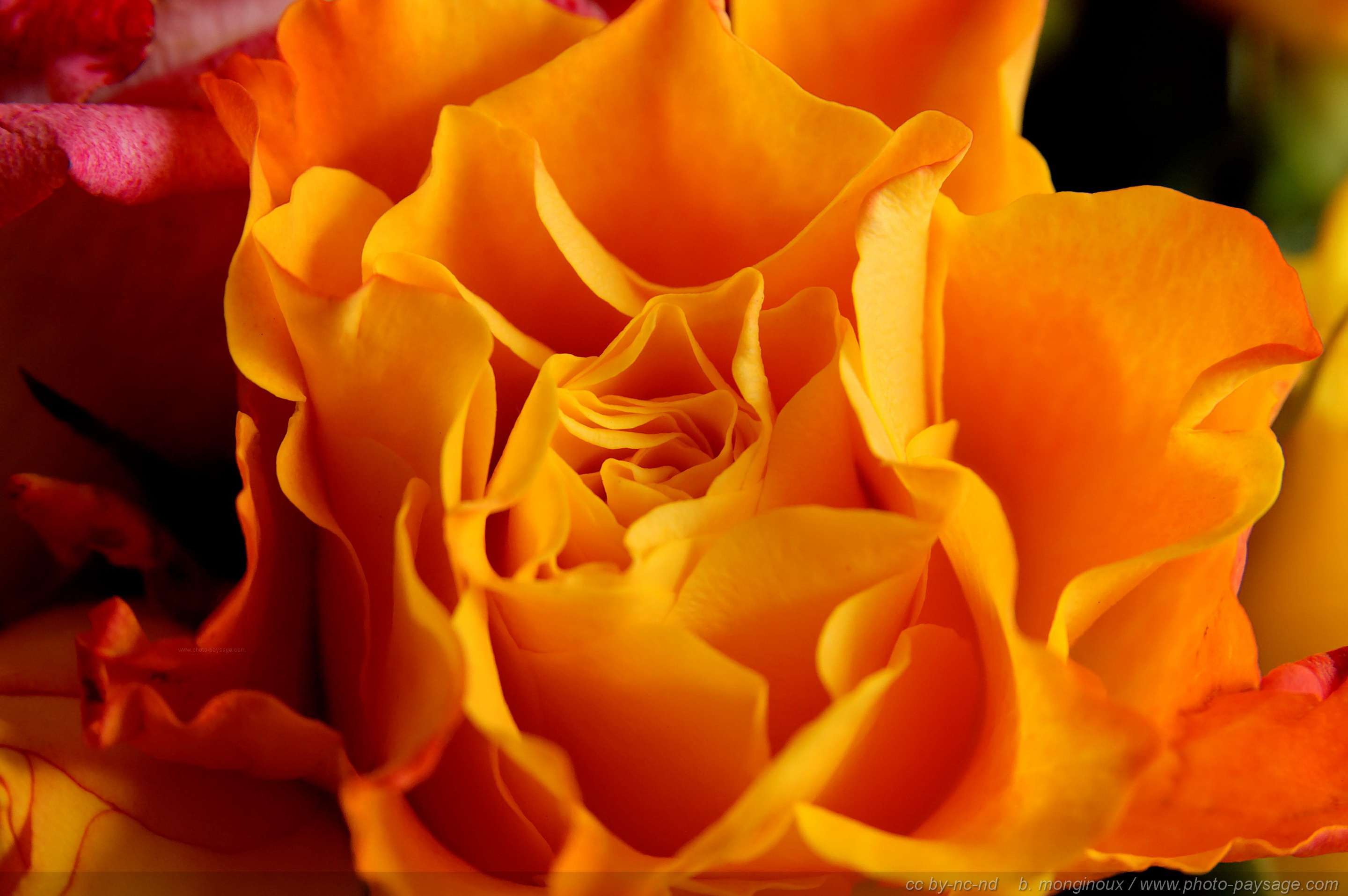 Roses - Bouquet - Rose orange - Photo-Paysage.com Photo-Paysage.com