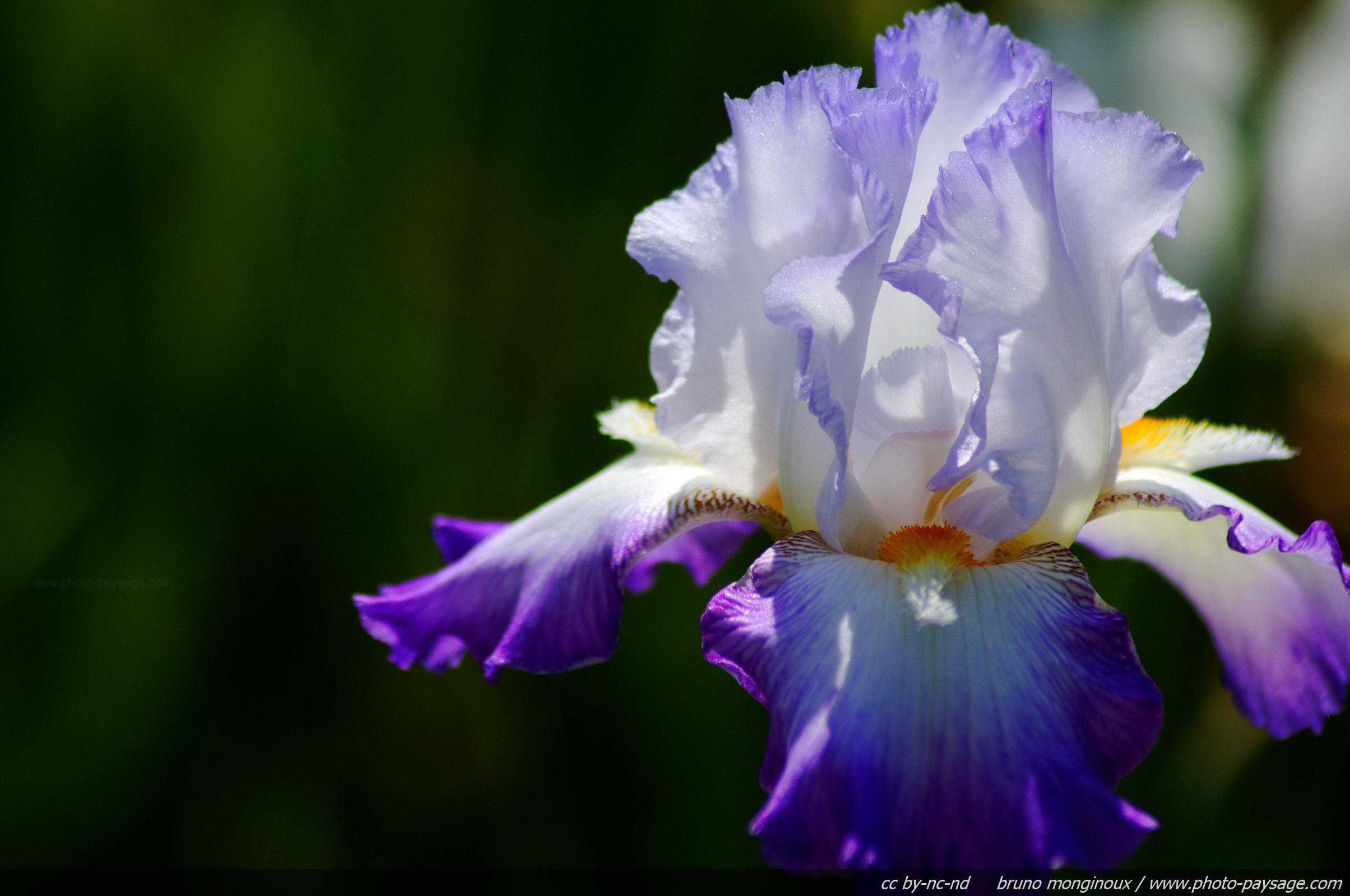 Iris - Iris mauve et blanc - Photo-Paysage.com Photo-Paysage.com