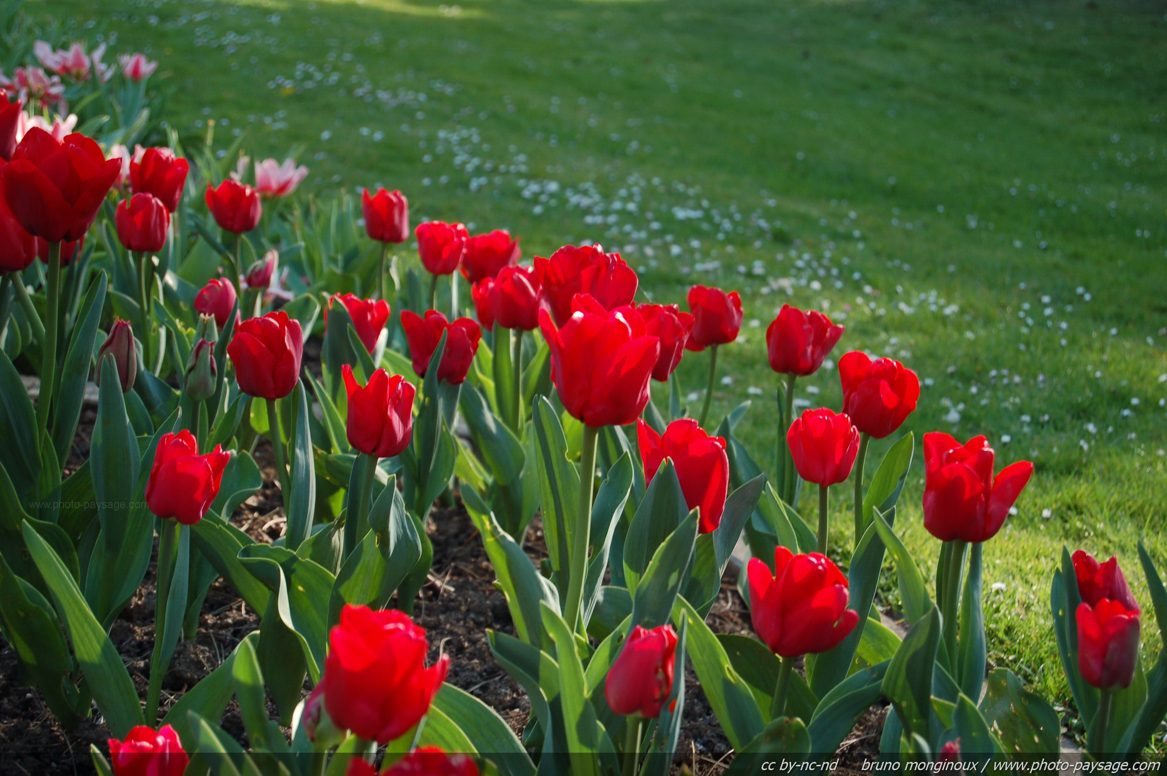 Les plus belles images de printemps - Tulipes rouges sur fond de pelouse -  Photo-Paysage.com Photo-Paysage.com