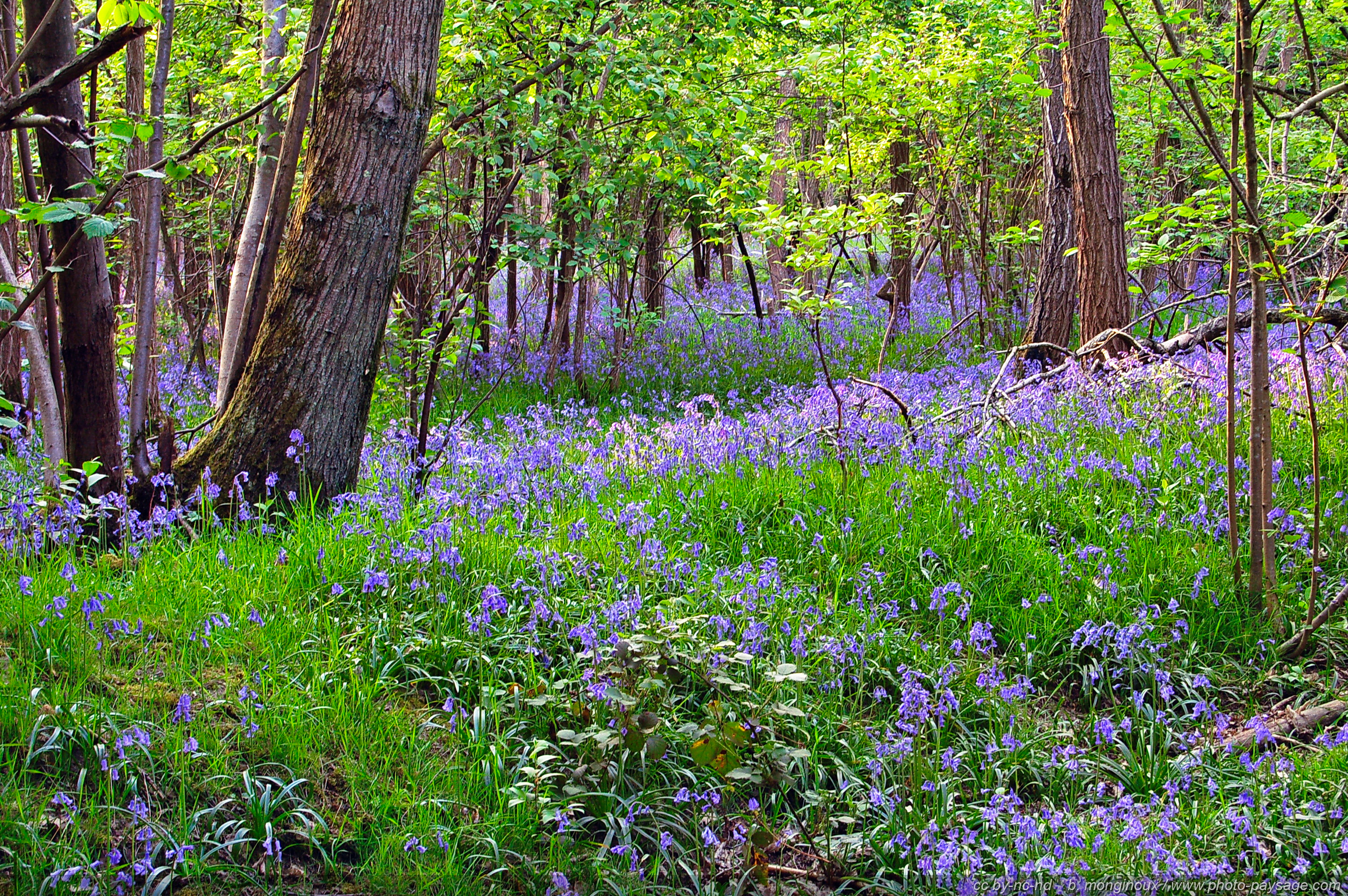 Les plus belles photos de nature - Des milliers de jacinthes sauvages qui  tapissent d'un magnifique bleu printanier les sous-bois - Photo-Paysage.com  Photo-Paysage.com