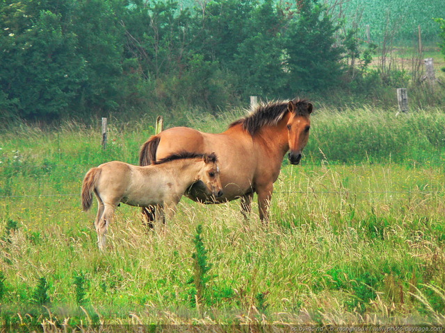 Chevaux : une jument et son poulain
Mots-clés: animaux campagne champs