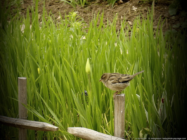 Oiseau : Moineau perché sur un poteau
Mots-clés: animaux oiseaux