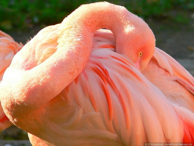 Oiseau : Dans le regard du Flamant Rose
Mots-clés: animaux oiseaux flamant_rose flamant_rose