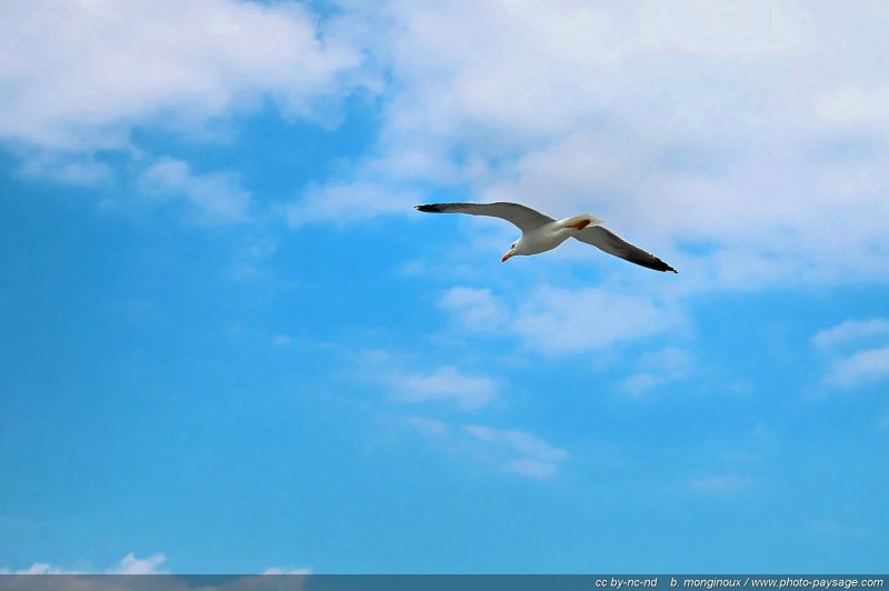 Goéland dans le ciel de Normandie
Baie du Mont St Michel, Normandie, France
Mots-clés: oiseau mouette goeland normandie