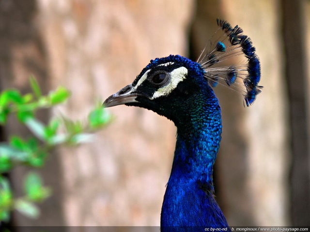 Oiseau - Paon
Mots-clés: animaux oiseaux