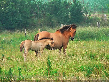 Cheval-jument-poulain.jpg